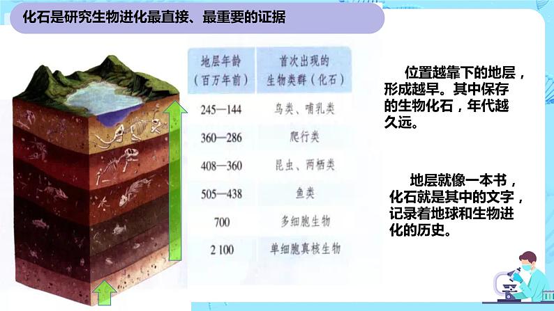 6.1《生物有共同祖先的证据》课件第8页