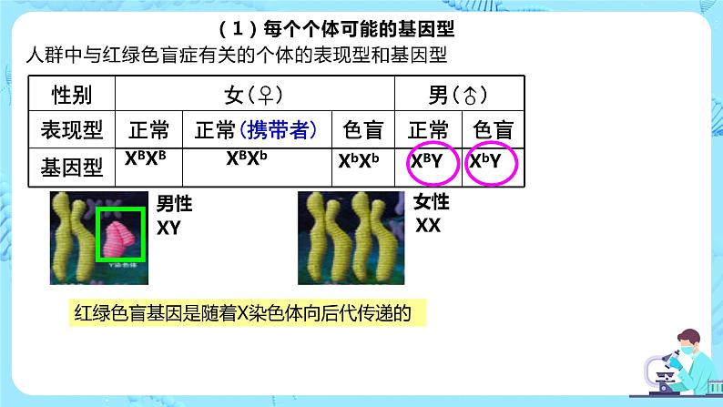 2.3《伴性遗传》课件(送教案+练习)07