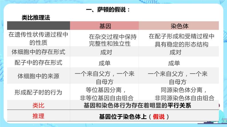 2.2《基因位于染色体上》课件（送教案+练习）04