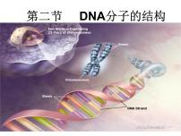 人教版 (2019)必修2《遗传与进化》第3章 基因的本质第2节 DNA的结构背景图课件ppt