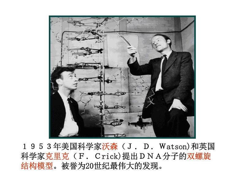 人教新课标高中生物必修二 3.2DNA分子的结构 课件07