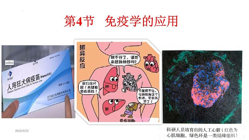 4.4免疫学的应用课件2021-2022学年高二上学期生物人教版选择性必修1第1页