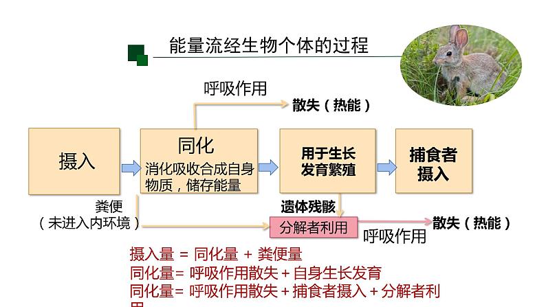 高中生物人教版(2019)选择性必修二3.2生态系统的能量流动 课件05