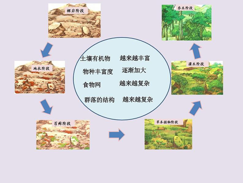 高中生物人教版(2019)选择性必修二2.3群落的演替 课件第7页