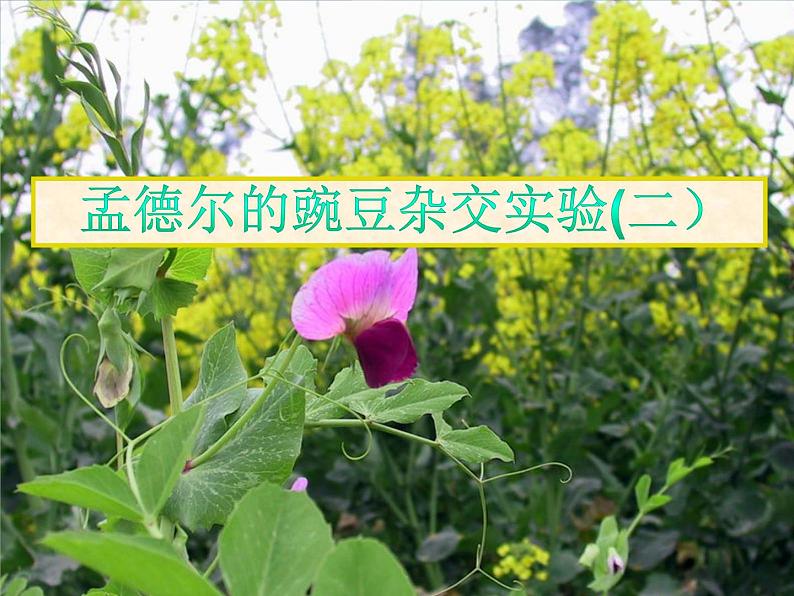 人教新课标高中生物必修二 1.2孟德尔的豌豆杂交实验(二)课件01