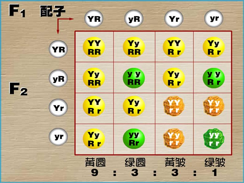 人教新课标高中生物必修二 1.2孟德尔的豌豆杂交实验(二)课件04
