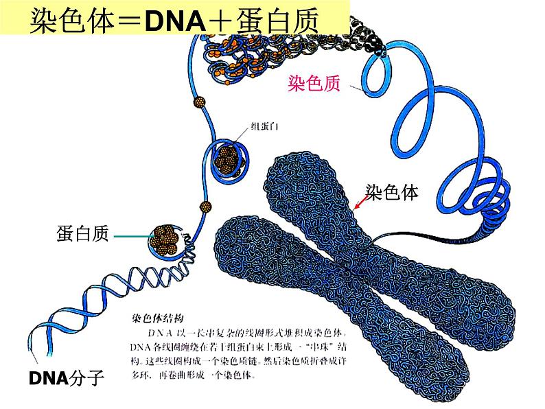 人教新课标高中生物必修二 3.1DNA是主要的遗传物质 课件03