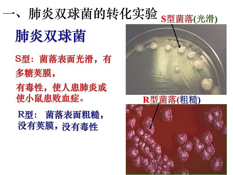 人教新课标高中生物必修二 3.1DNA是主要的遗传物质 课件05