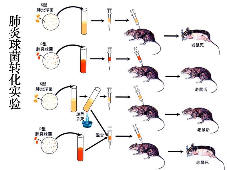人教新课标高中生物必修二 3.1DNA是主要的遗传物质 课件06