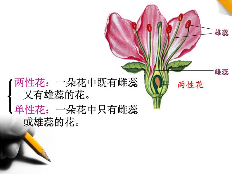 人教新课标高中生物必修二 1.1孟德尔的豌豆杂交实验(一)课件第6页