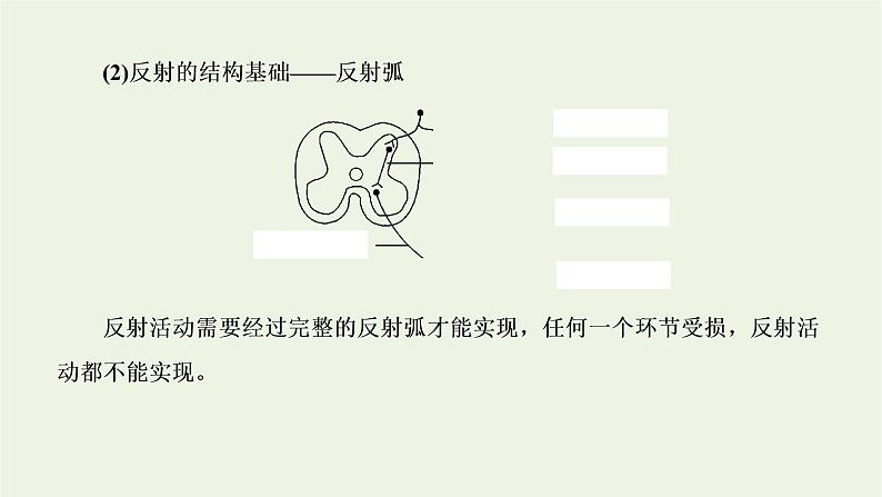2022年新教材高中生物第二章神经调节第三节人体通过神经调节对刺激做出反应课件浙科版选择性必修1第5页