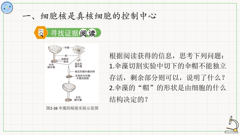 2.2.3细胞核-课件03