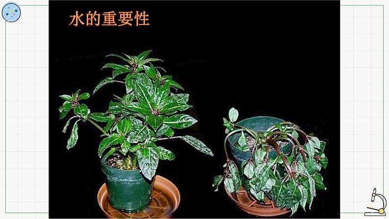3.1水与无机盐-课件03
