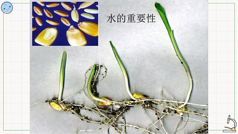 3.1水与无机盐-课件05