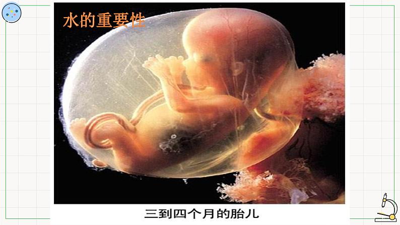 3.1水与无机盐-课件06