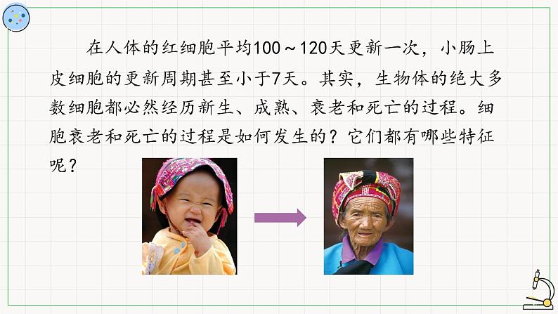 5.3细胞的衰老与死亡-课件第2页
