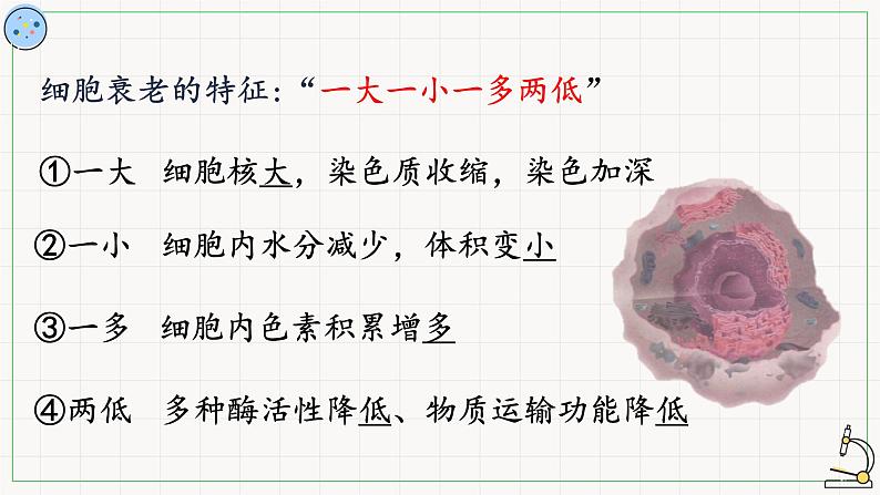 5.3细胞的衰老与死亡-课件第8页