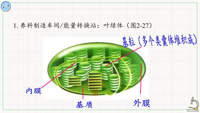 2.2.1叶绿体与线粒体-课件05