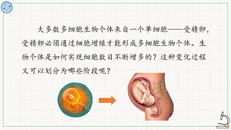5.1.1细胞周期-课件第2页