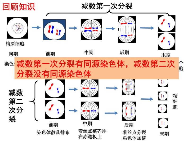 2.1减数分裂和受精作用（第二课时）（卵细胞的形成，有丝分裂和减数分裂的区别）课件PPT01