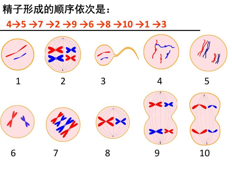2.1减数分裂和受精作用（第二课时）（卵细胞的形成，有丝分裂和减数分裂的区别）课件PPT02