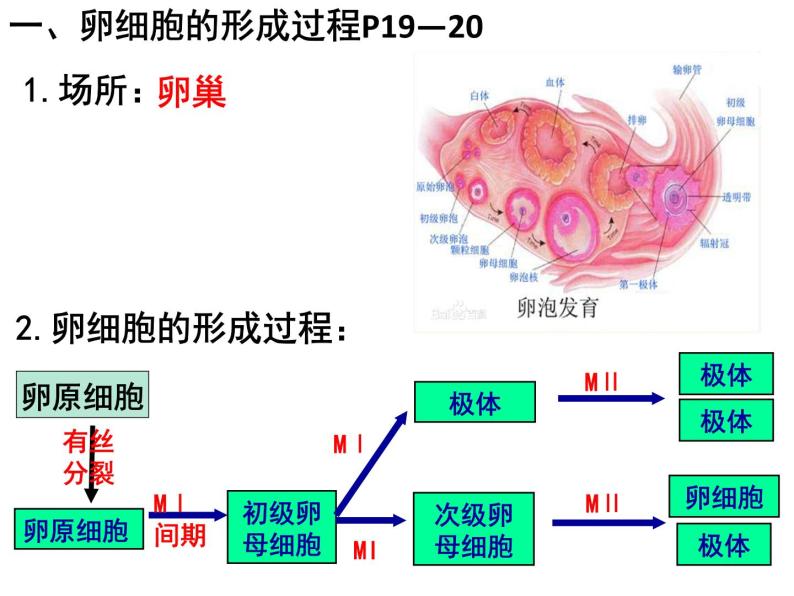 2.1减数分裂和受精作用（第二课时）（卵细胞的形成，有丝分裂和减数分裂的区别）课件PPT03