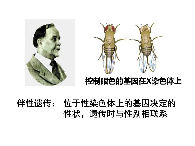 2.3伴性遗传课件PPT08