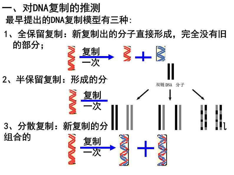 3.3DNA的复制课件PPT04