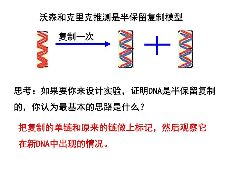 3.3DNA的复制课件PPT05