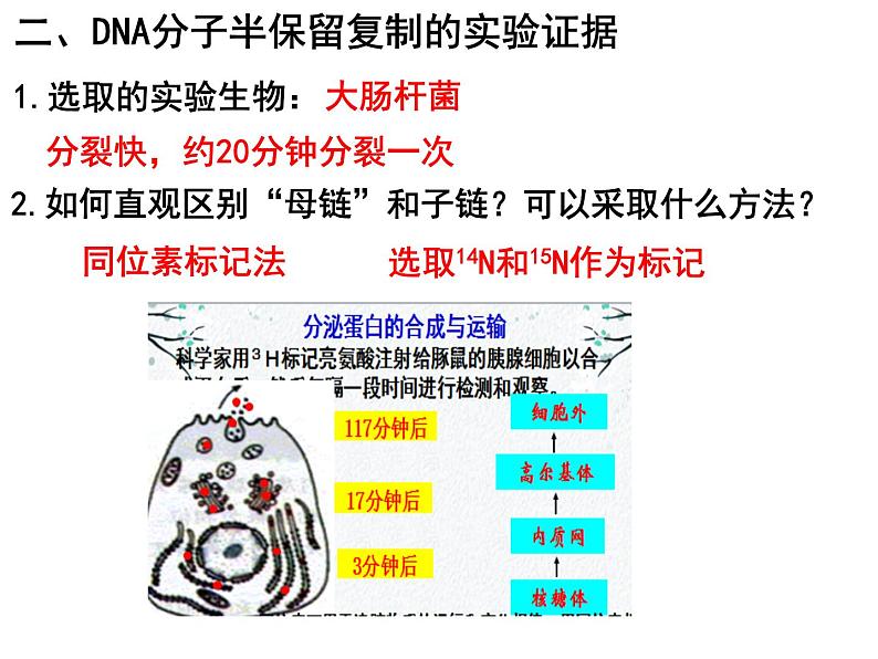 3.3DNA的复制课件PPT06