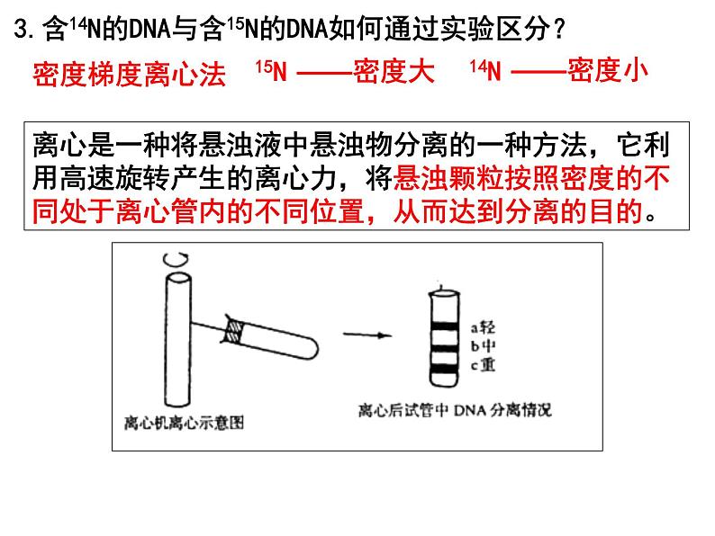 3.3DNA的复制课件PPT07