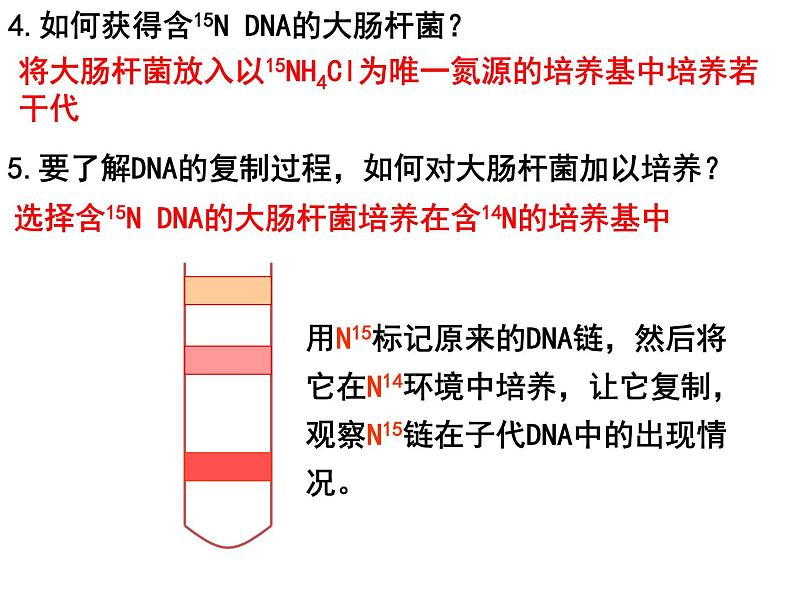 3.3DNA的复制课件PPT08