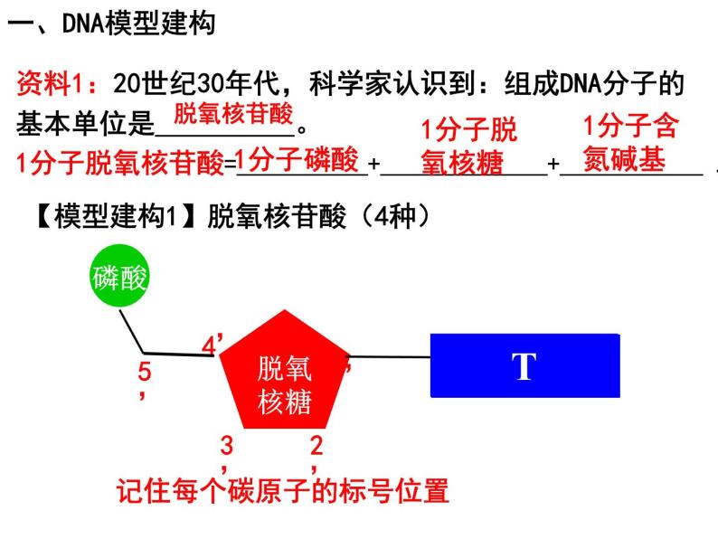 3.2DNA分子的结构课件PPT03