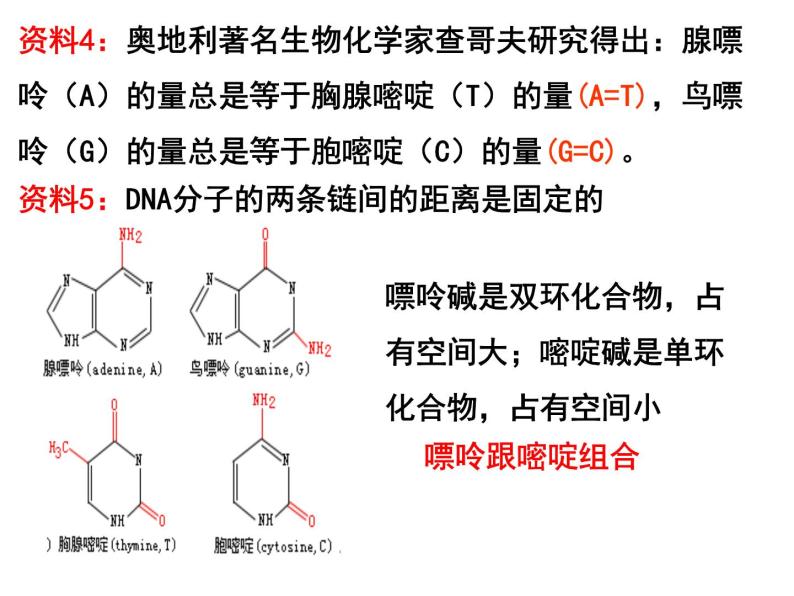 3.2DNA分子的结构课件PPT06