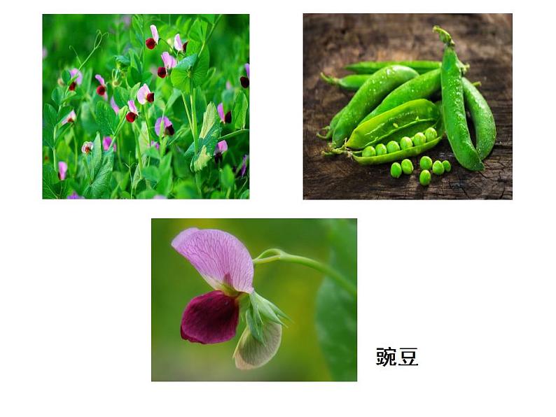 1.1孟德尔的豌豆杂交实验(一)课件PPT04