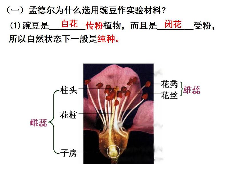 1.1孟德尔的豌豆杂交实验(一)课件PPT05