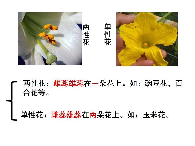 1.1孟德尔的豌豆杂交实验(一)课件PPT06