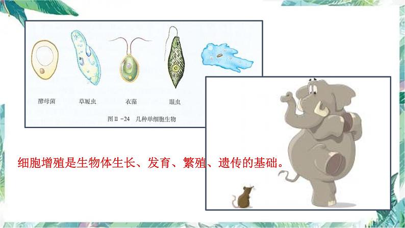 高三生物一轮复习:细胞增殖 优质复习课件第2页