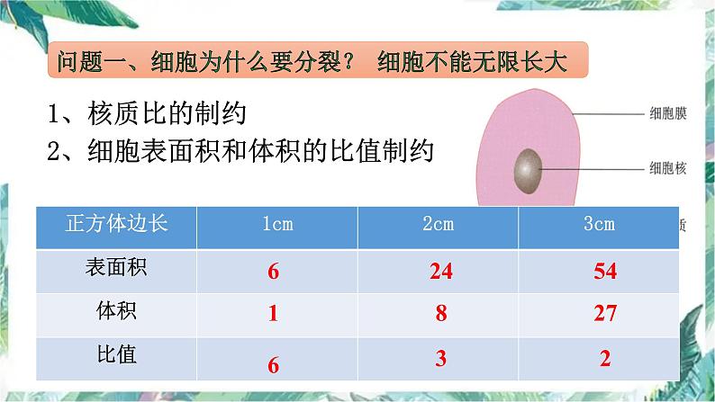 高三生物一轮复习:细胞增殖 优质复习课件第5页