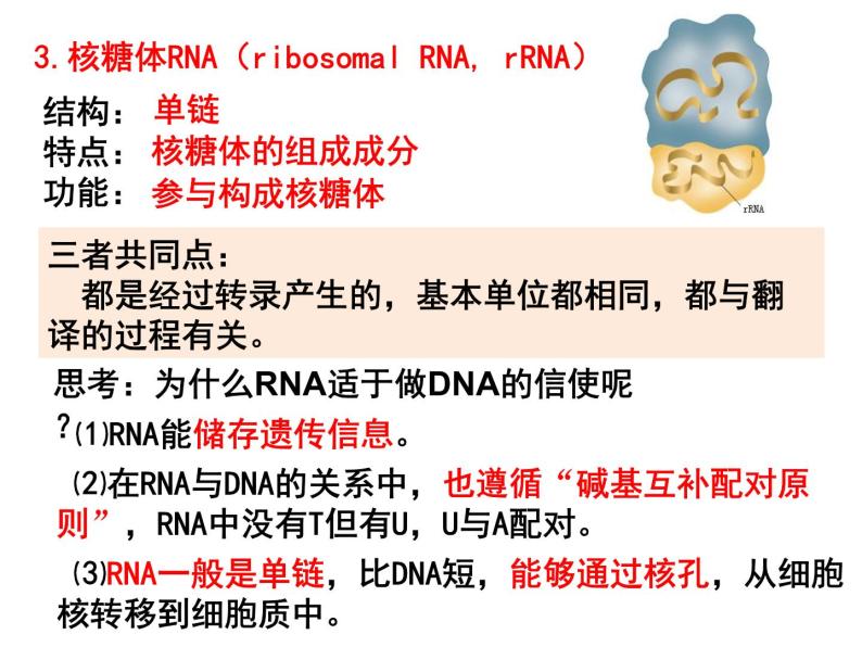 4.1基因指导蛋白质的合成课件PPT06