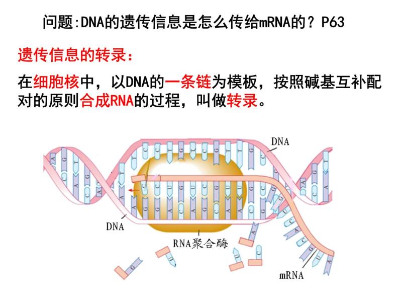 4.1基因指导蛋白质的合成课件PPT07