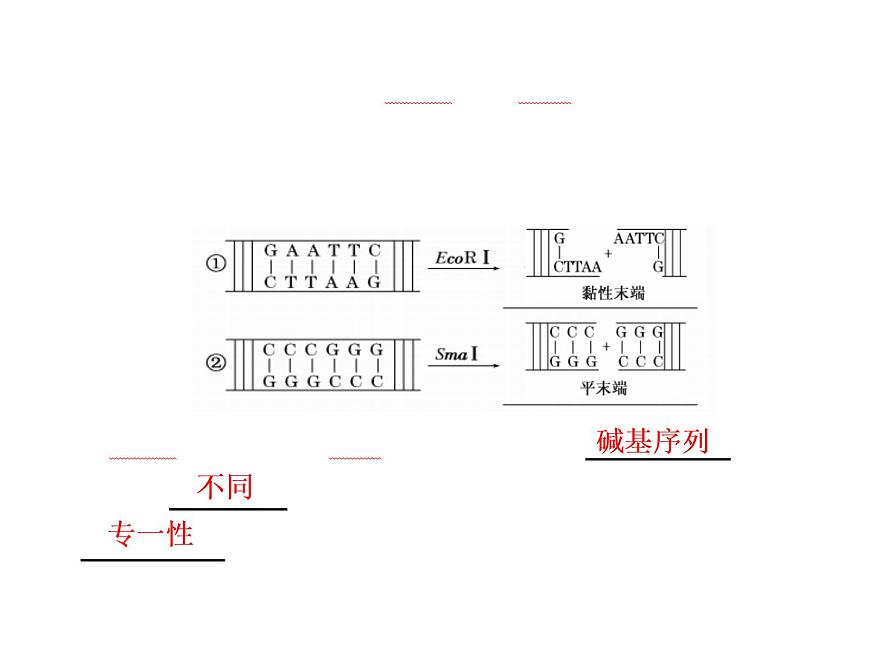 專題1  1．1 DNA重組技術(shù)的基本工具課件PPT第6頁