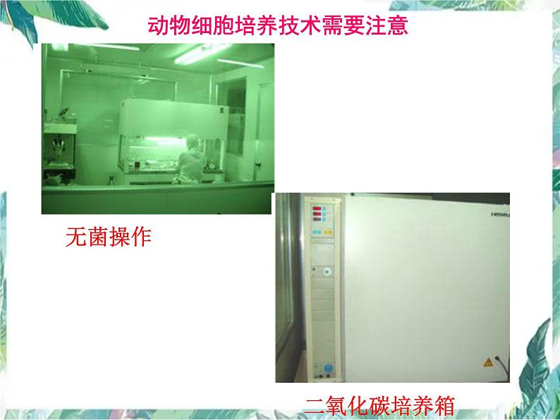 动物细胞工程(高考生物专题一轮复习)课件PPT第7页