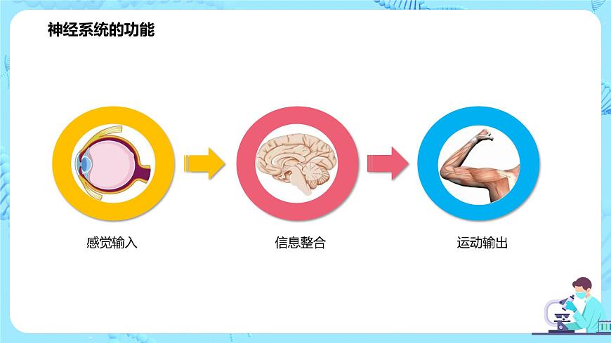第一節(jié)《神經(jīng)調(diào)節(jié)的結(jié)構(gòu)基礎(chǔ)》課件第4頁(yè)