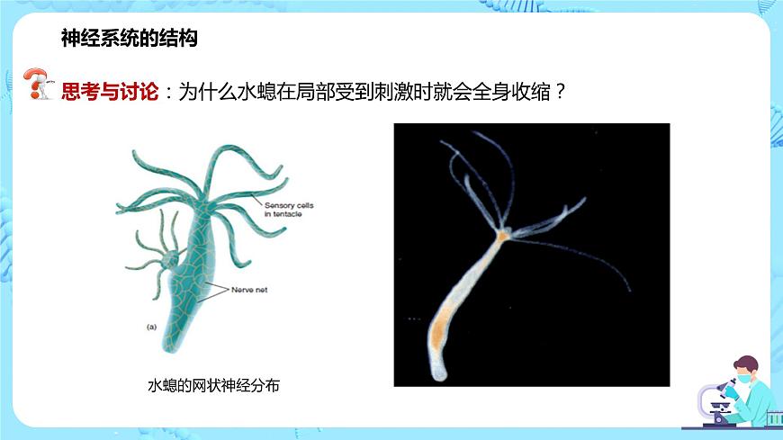 第一節(jié)《神經(jīng)調(diào)節(jié)的結(jié)構(gòu)基礎(chǔ)》課件第5頁(yè)