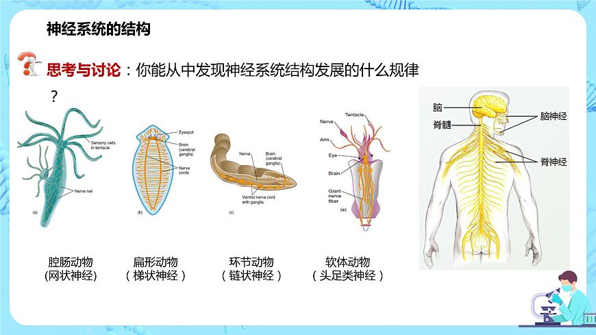 第一節(jié)《神經(jīng)調(diào)節(jié)的結(jié)構(gòu)基礎(chǔ)》課件第6頁(yè)
