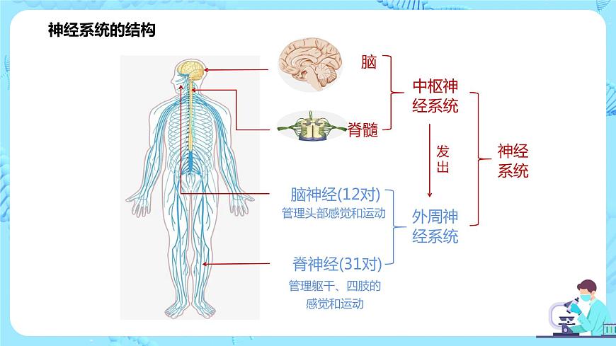 第一節(jié)《神經(jīng)調(diào)節(jié)的結(jié)構(gòu)基礎(chǔ)》課件第7頁(yè)