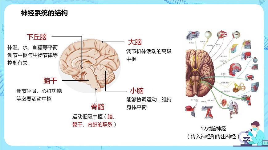 第一節(jié)《神經(jīng)調(diào)節(jié)的結(jié)構(gòu)基礎(chǔ)》課件第8頁(yè)
