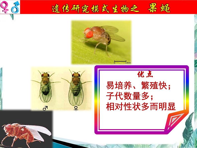 高考生物一轮复习 必修二 遗传与进化 伴性遗传课件PPT第3页