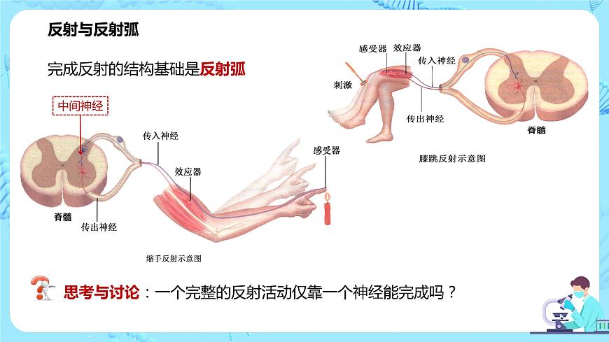 第二節(jié)《神經(jīng)調(diào)節(jié)的基本方式—反射》課件第5頁